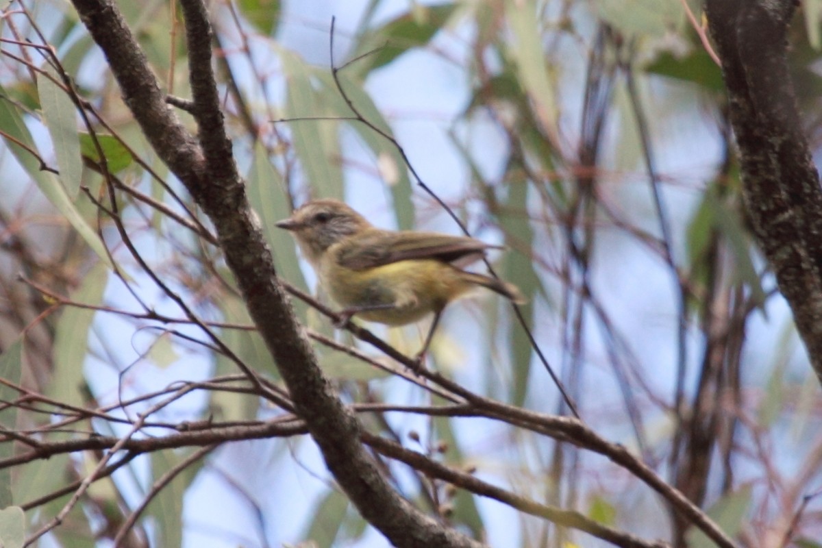 Striated Thornbill - ML440041981