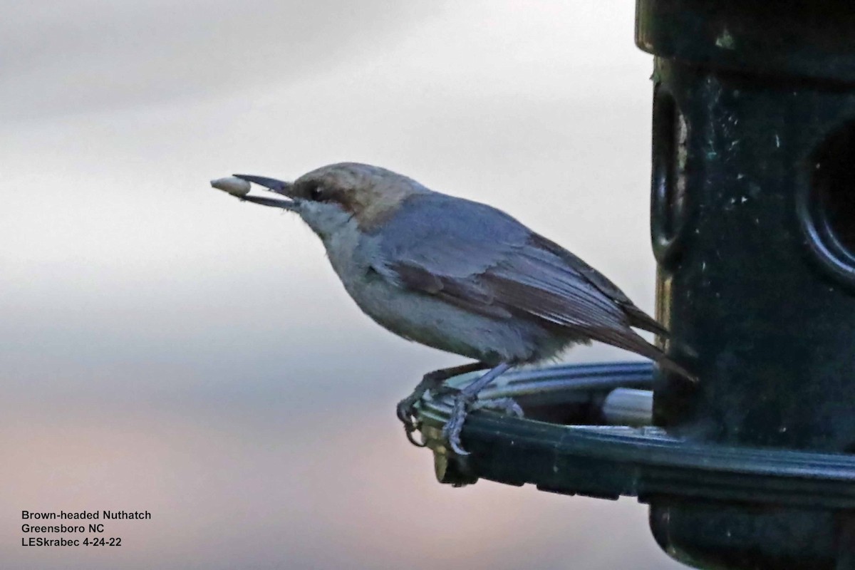 Brown-headed Nuthatch - ML440042131