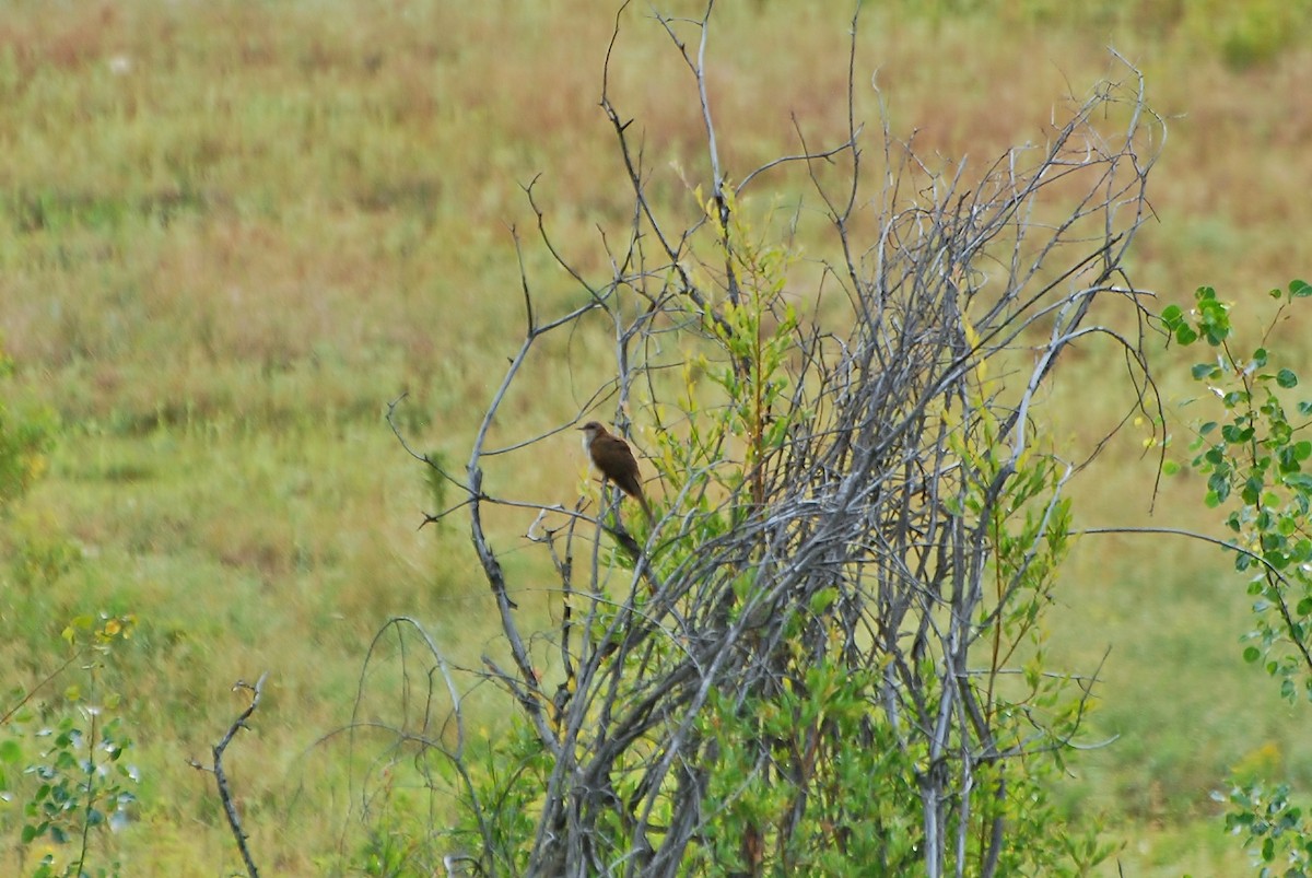 Black-billed Cuckoo - ML440042241