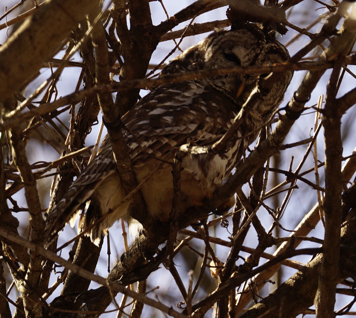Barred Owl - ML440042321