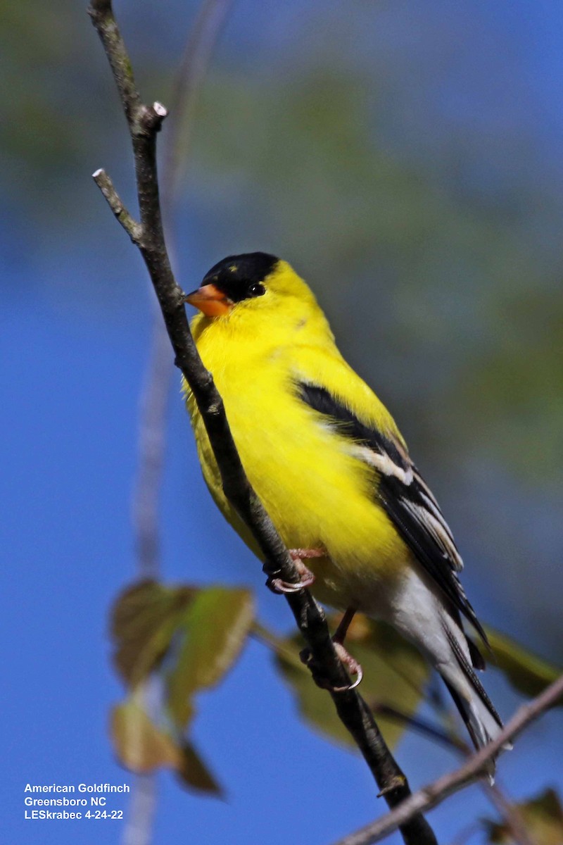 American Goldfinch - ML440042841