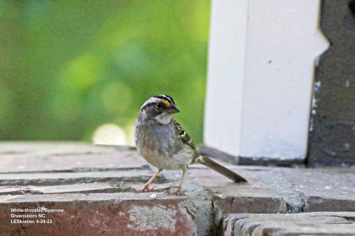 White-throated Sparrow - ML440043101