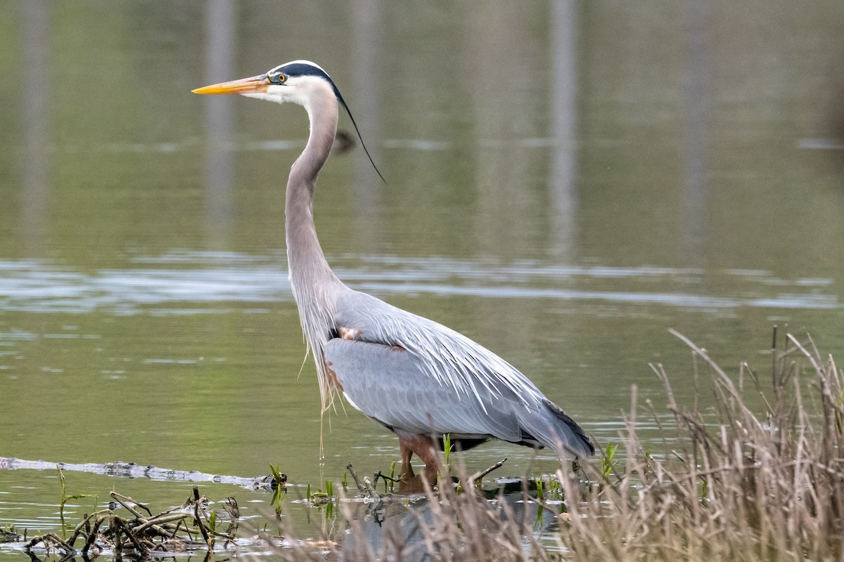 Great Blue Heron - ML440043561