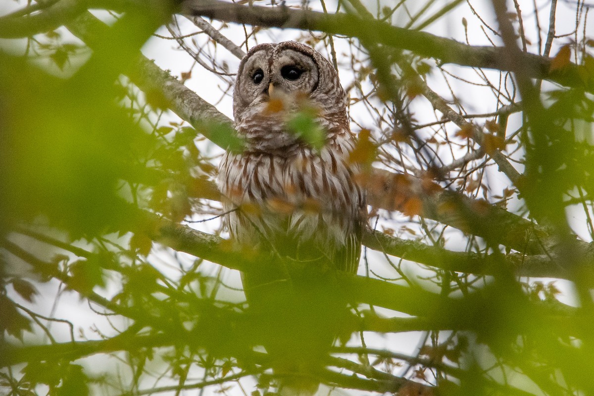 Barred Owl - ML440043671