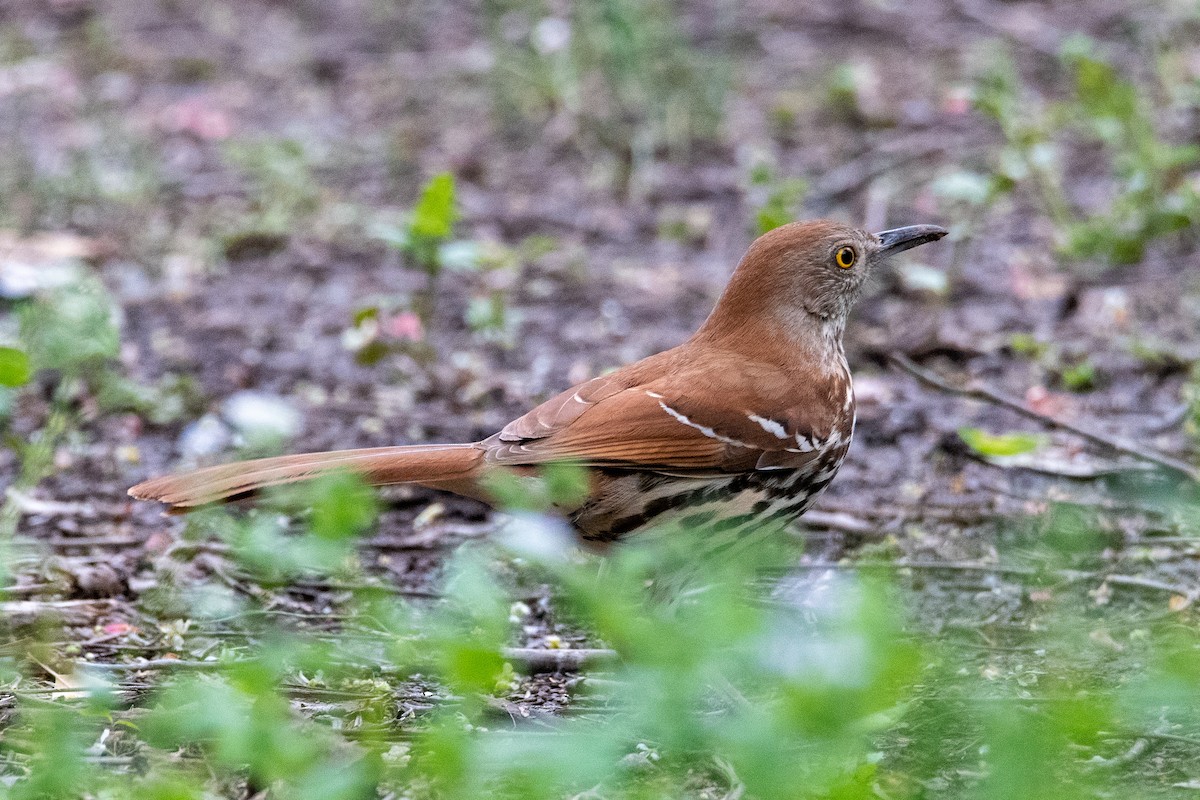 Brown Thrasher - ML440044031