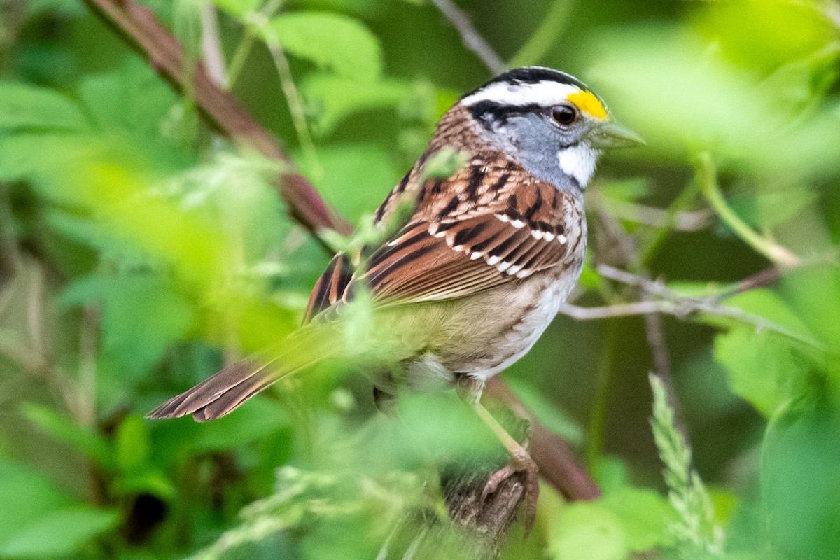 White-throated Sparrow - ML440044211