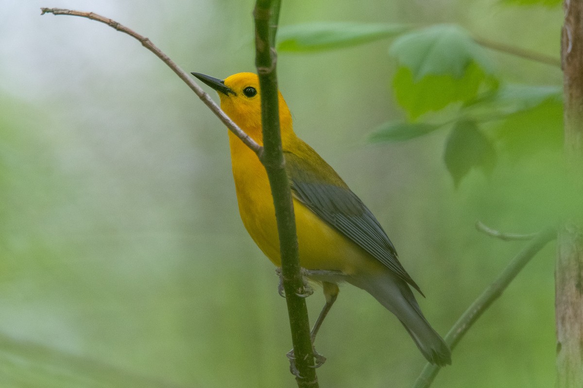 Prothonotary Warbler - ML440044311