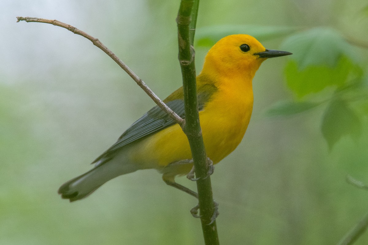 Prothonotary Warbler - ML440044321