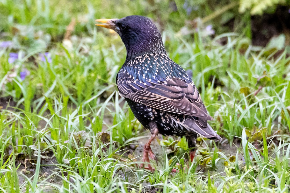 European Starling - ML440044961