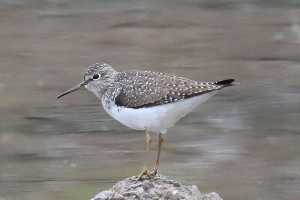 Solitary Sandpiper - ML440045361