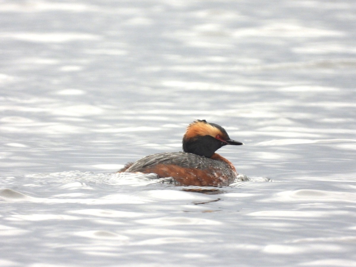 Horned Grebe - Pauline DesRosiers 🦉