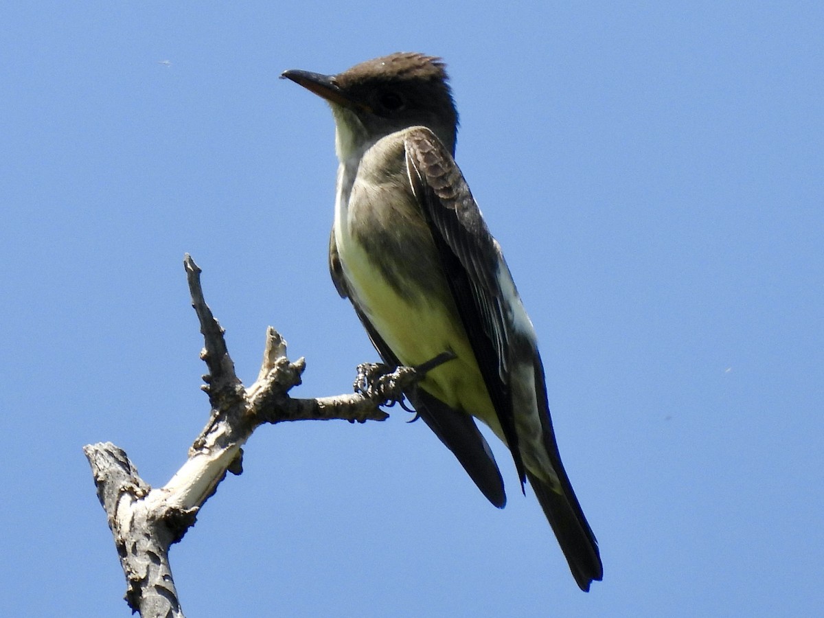 Olive-sided Flycatcher - ML440046451