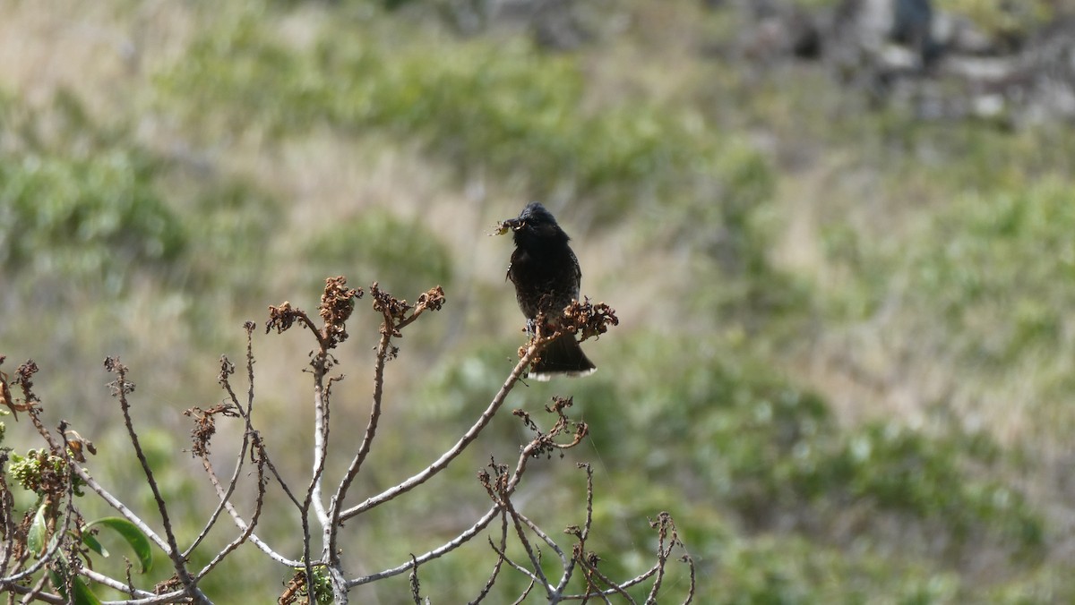 Bulbul à ventre rouge - ML440046821