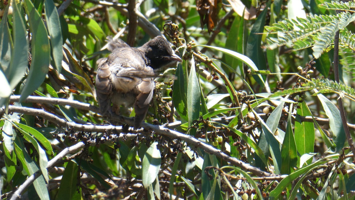 Bulbul à ventre rouge - ML440046841