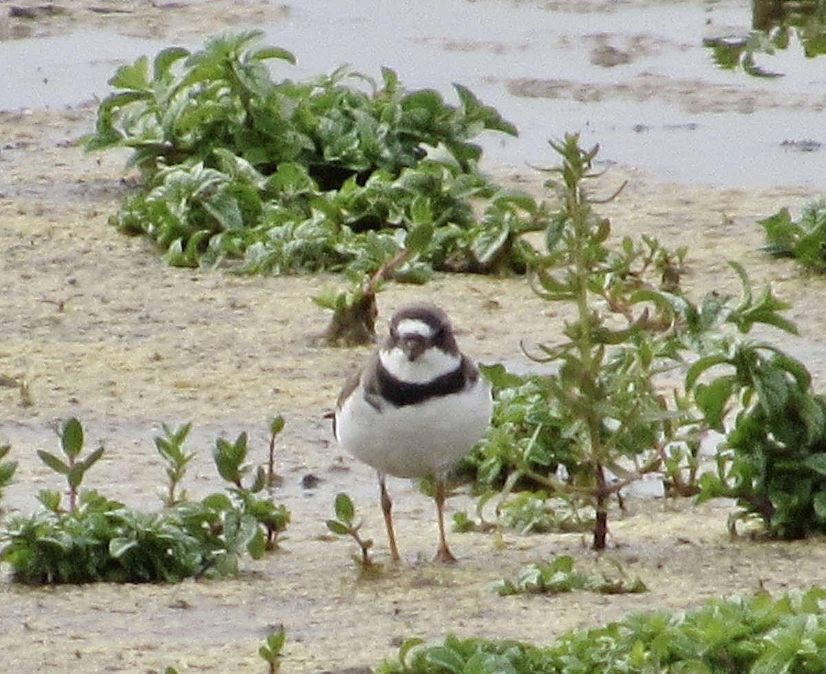 Semipalmated Plover - ML440047061