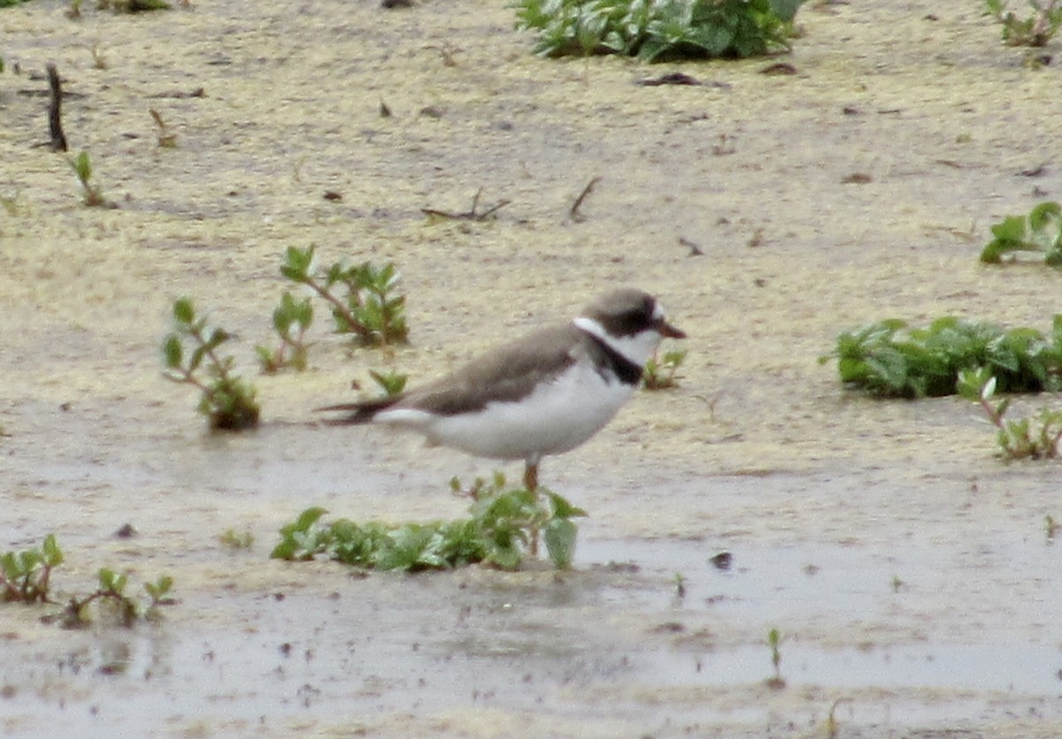 Semipalmated Plover - ML440047121