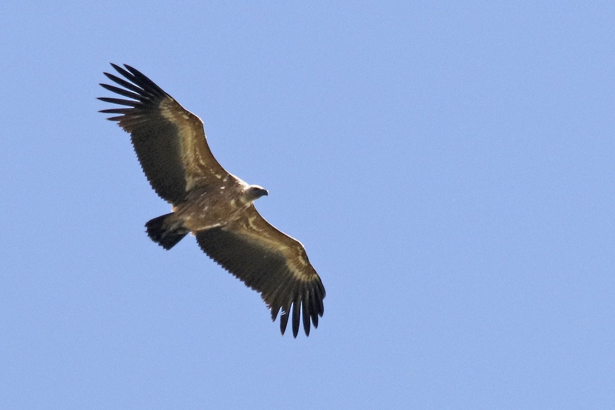 Eurasian Griffon - ML440047881