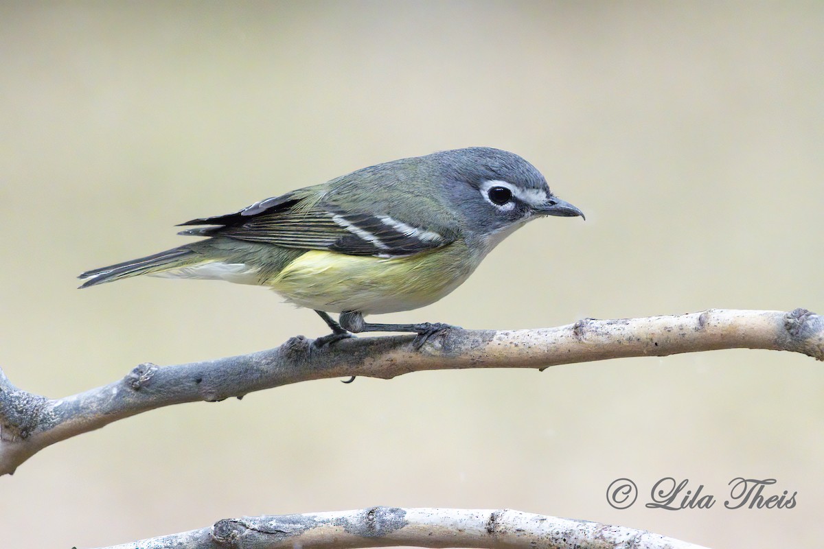 Blue-headed Vireo - Lila Theis