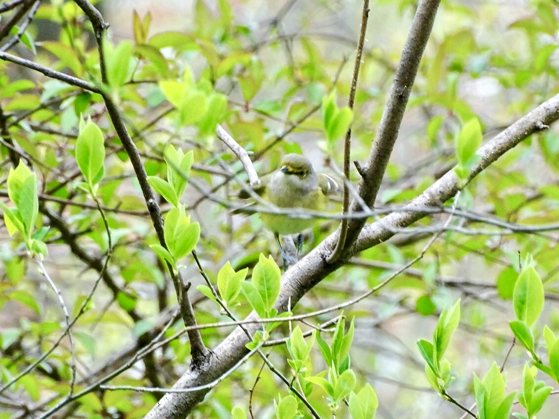 White-eyed Vireo - ML440047981