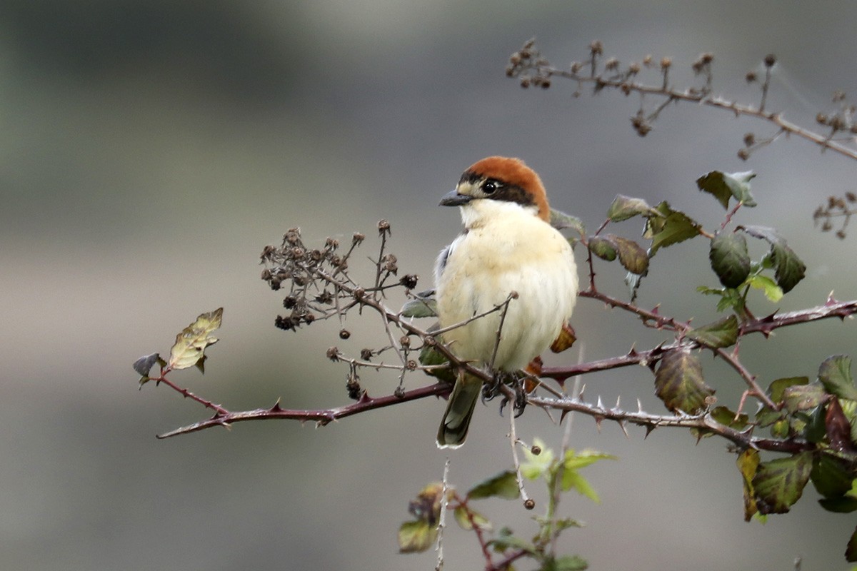 Woodchat Shrike - ML440047991
