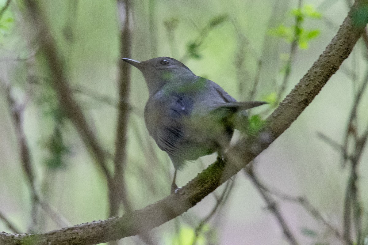 Pájaro Gato Gris - ML440048121