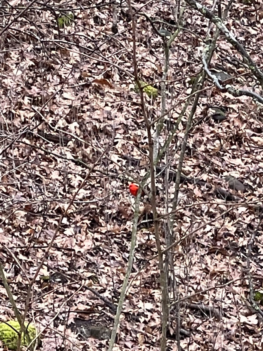 Scarlet Tanager - Scott Olson