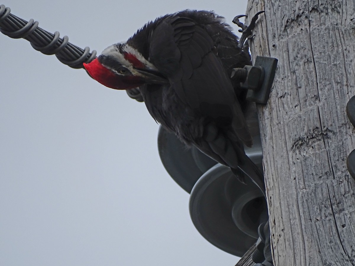 Pileated Woodpecker - claudine lafrance cohl