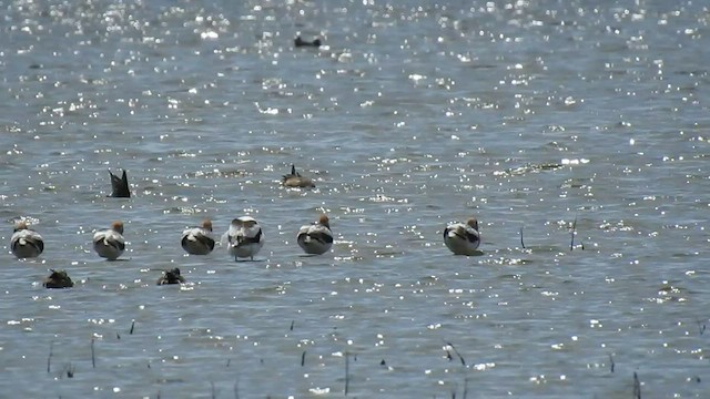 American Avocet - ML440050241