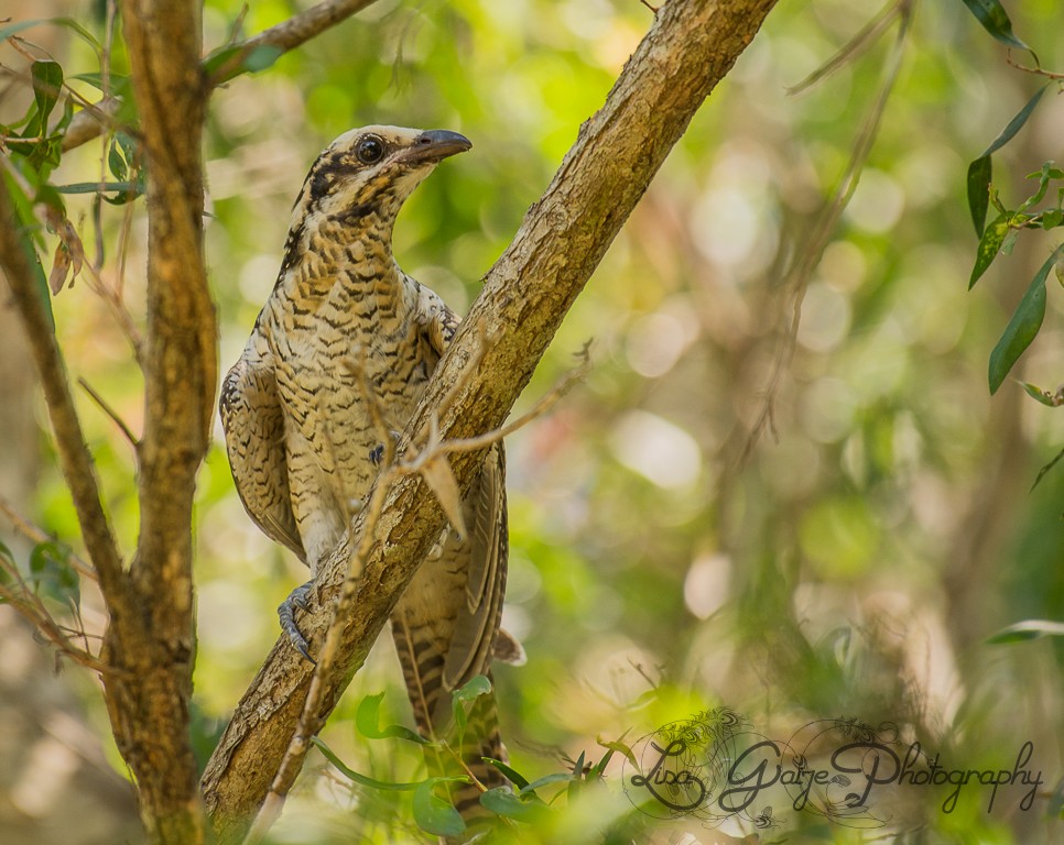 Pacific Koel - ML44005161