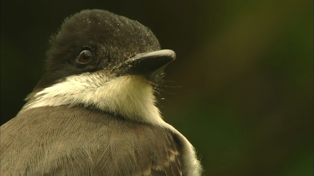 Loggerhead Kingbird (Loggerhead) - ML440052
