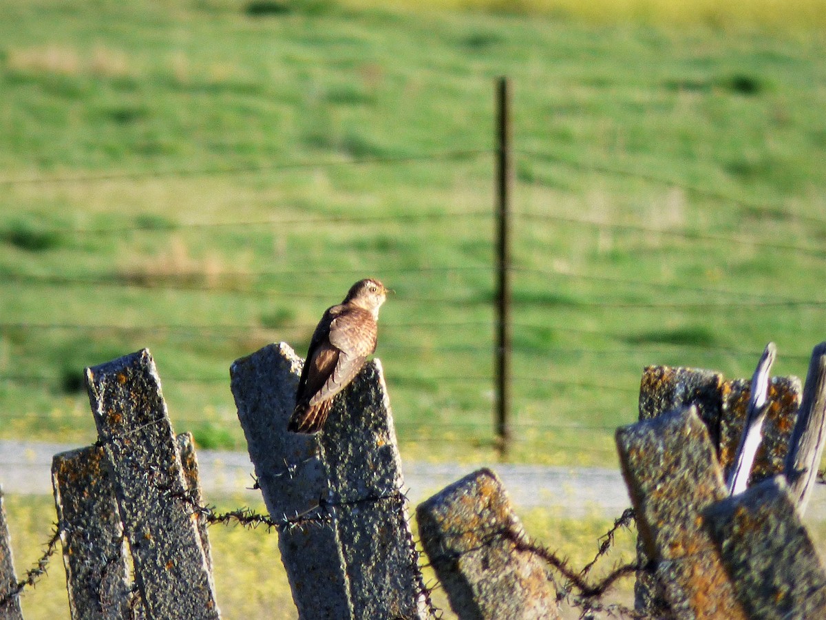 kukačka obecná - ML440052001