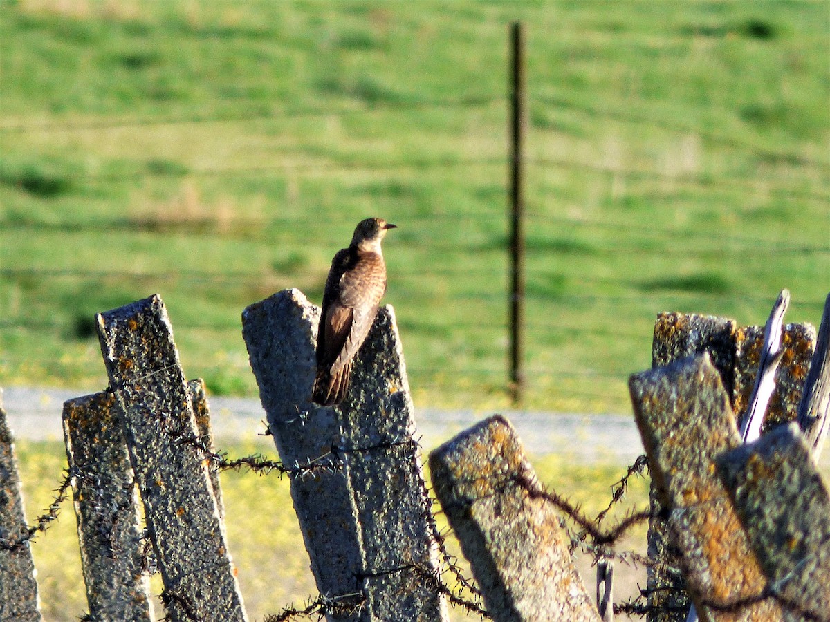 Common Cuckoo - Eduardo Amengual