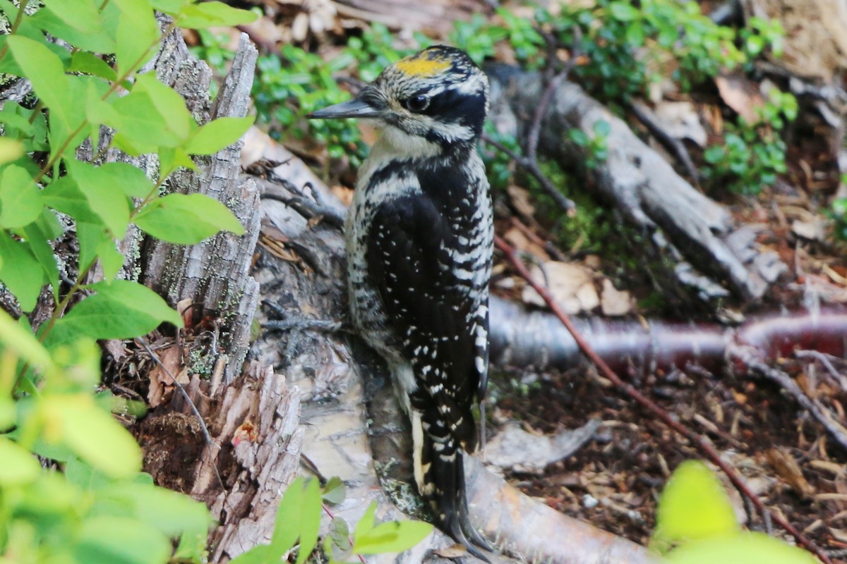 American Three-toed Woodpecker - ML440052251