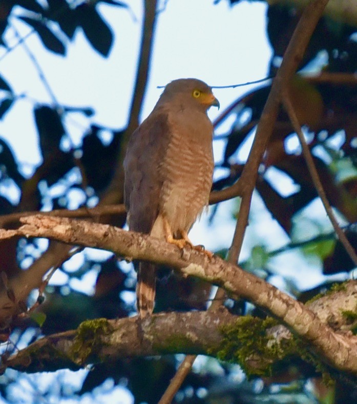 Roadside Hawk - ML440053111