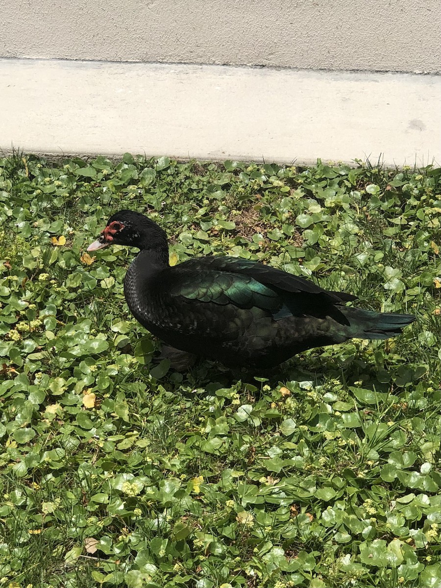 Muscovy Duck (Domestic type) - ML440054491