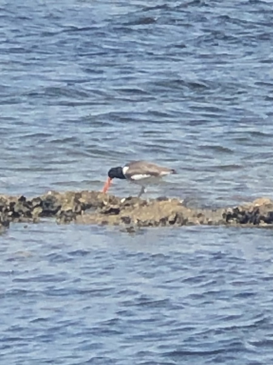 American Oystercatcher - ML440054651
