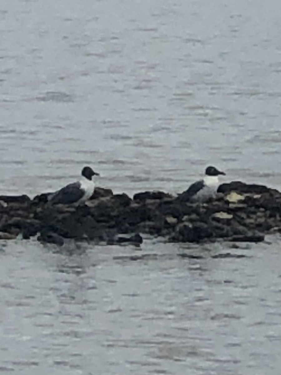 Laughing Gull - ML440056021