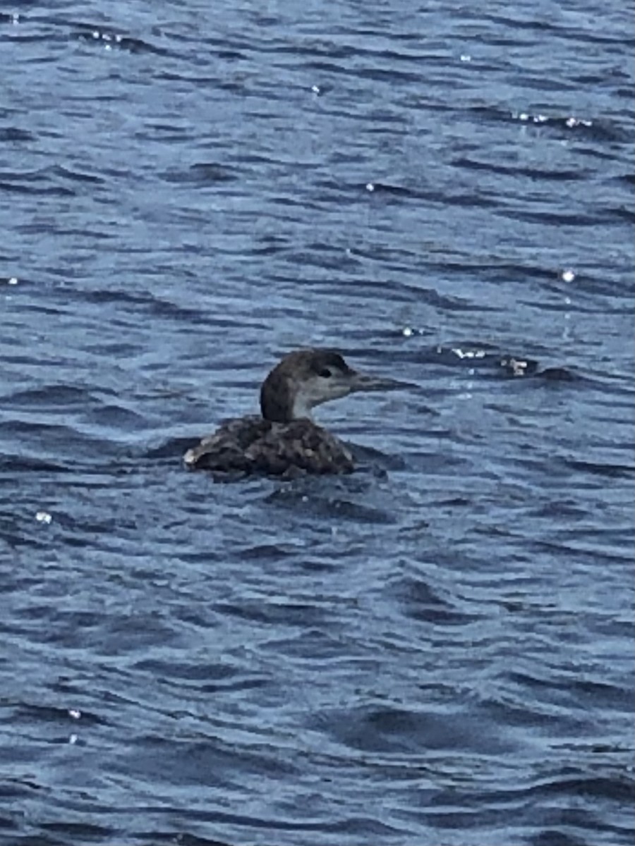 Common Loon - ML440056141
