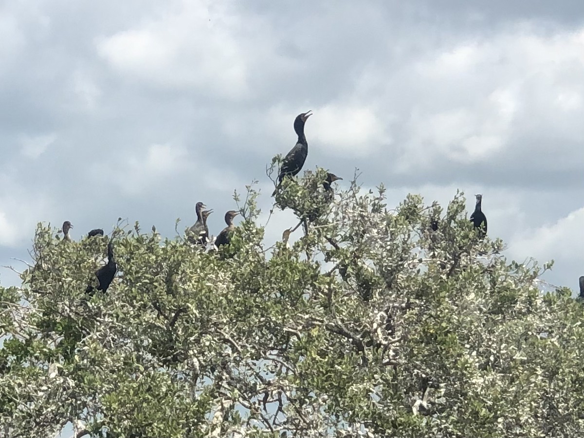 Double-crested Cormorant - ML440056311