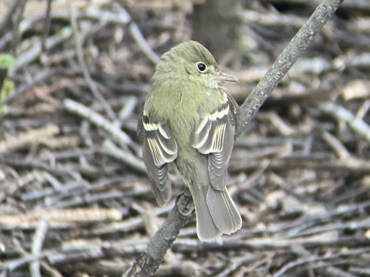 Acadian Flycatcher - ML440058381