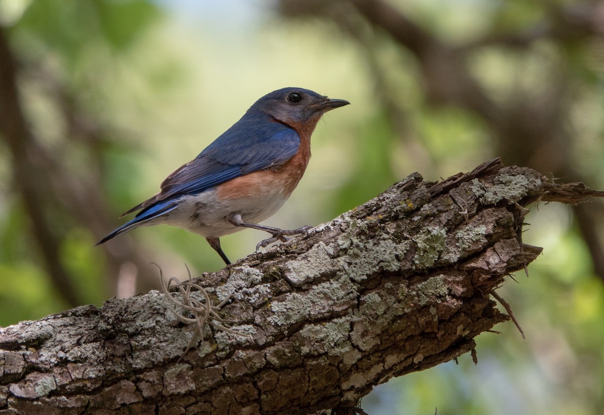 Eastern Bluebird - wendy wright