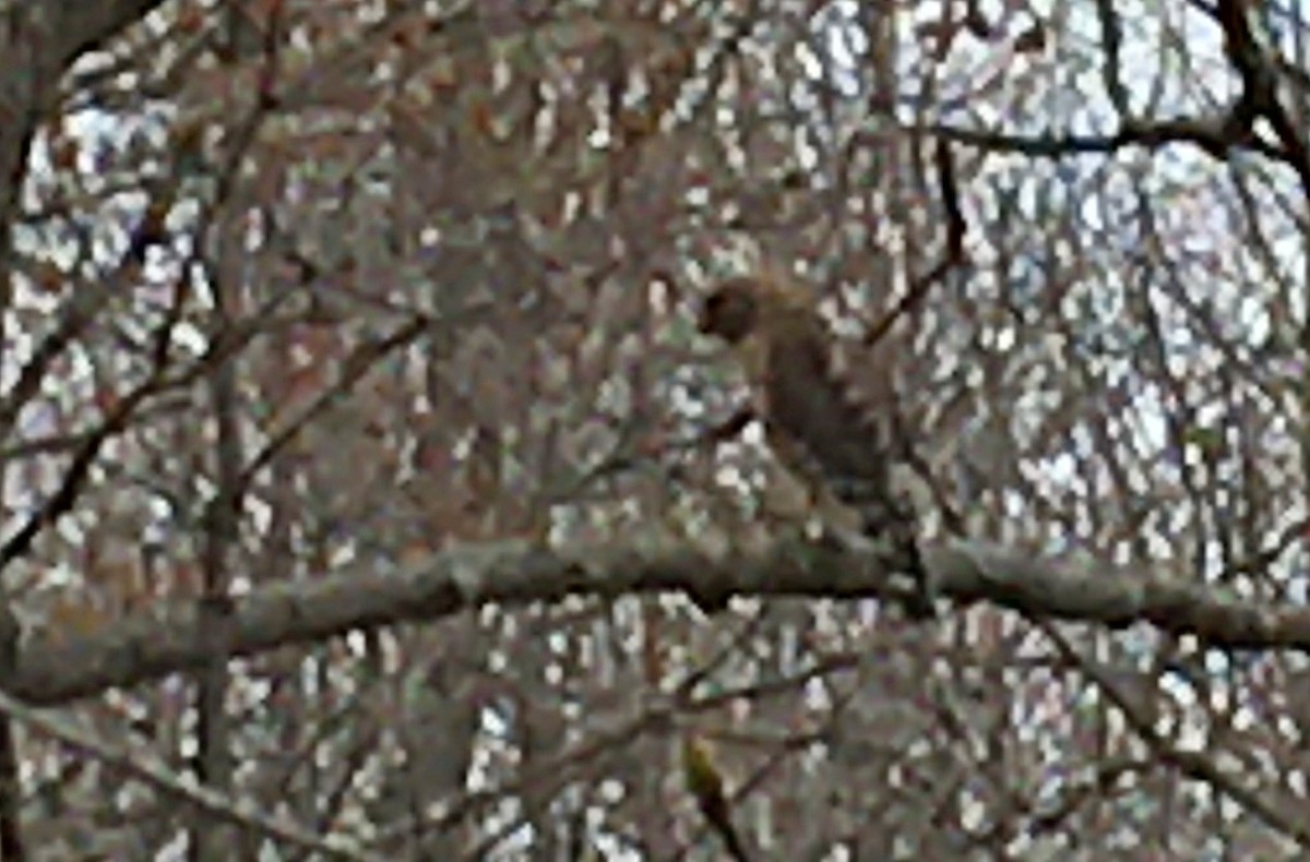 Red-shouldered Hawk - ML440059451