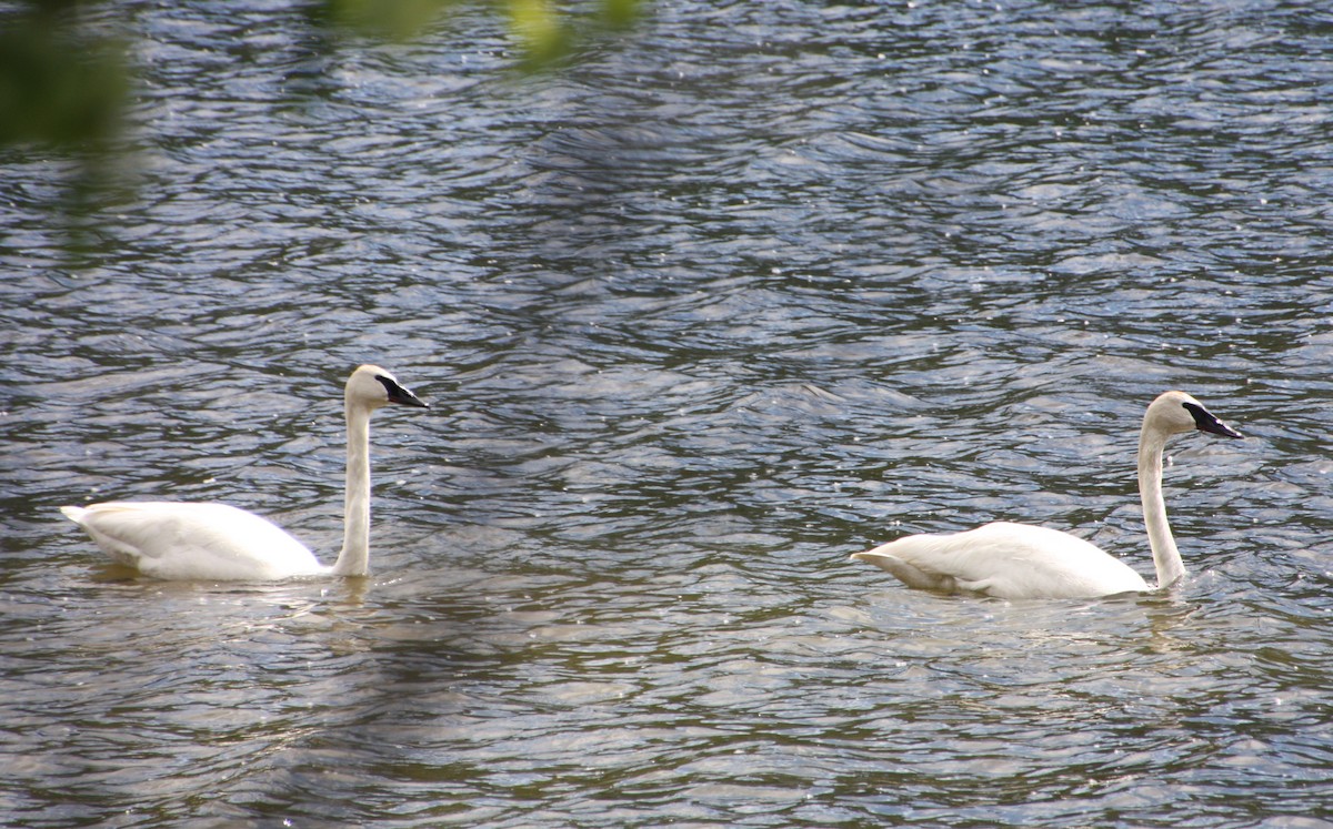 Trumpeter Swan - ML440059581