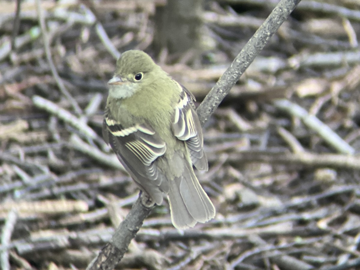 Acadian Flycatcher - ML440059771