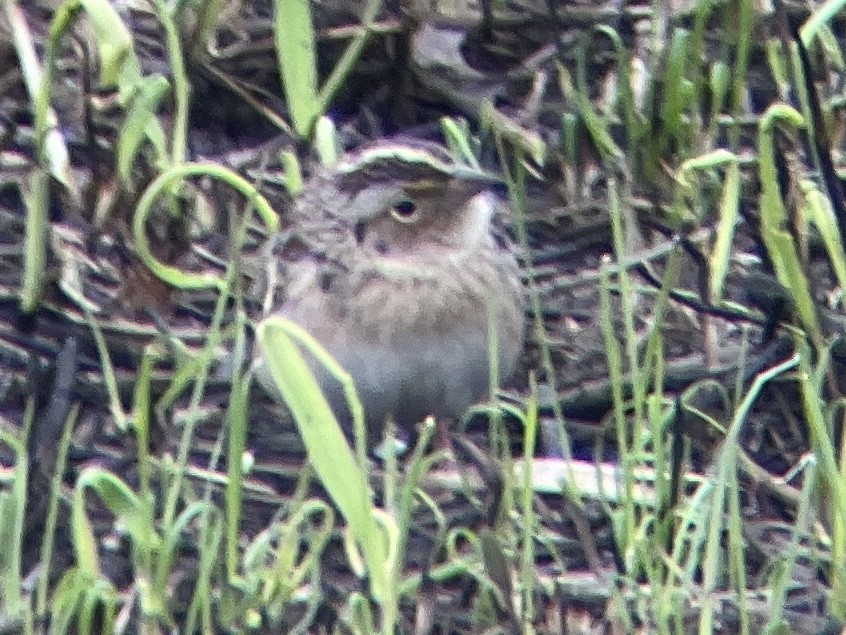 Grasshopper Sparrow - ML440059851