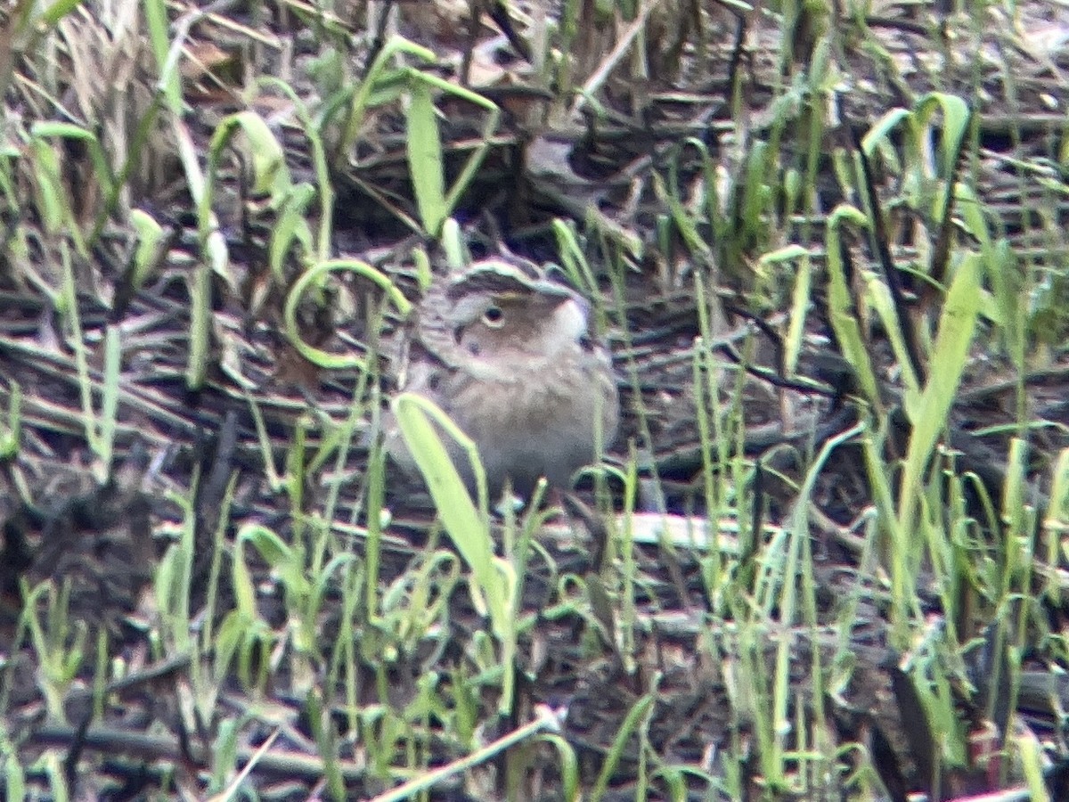 Grasshopper Sparrow - Ben Sanders