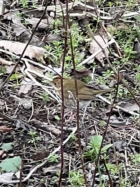 Ovenbird - ML440059991
