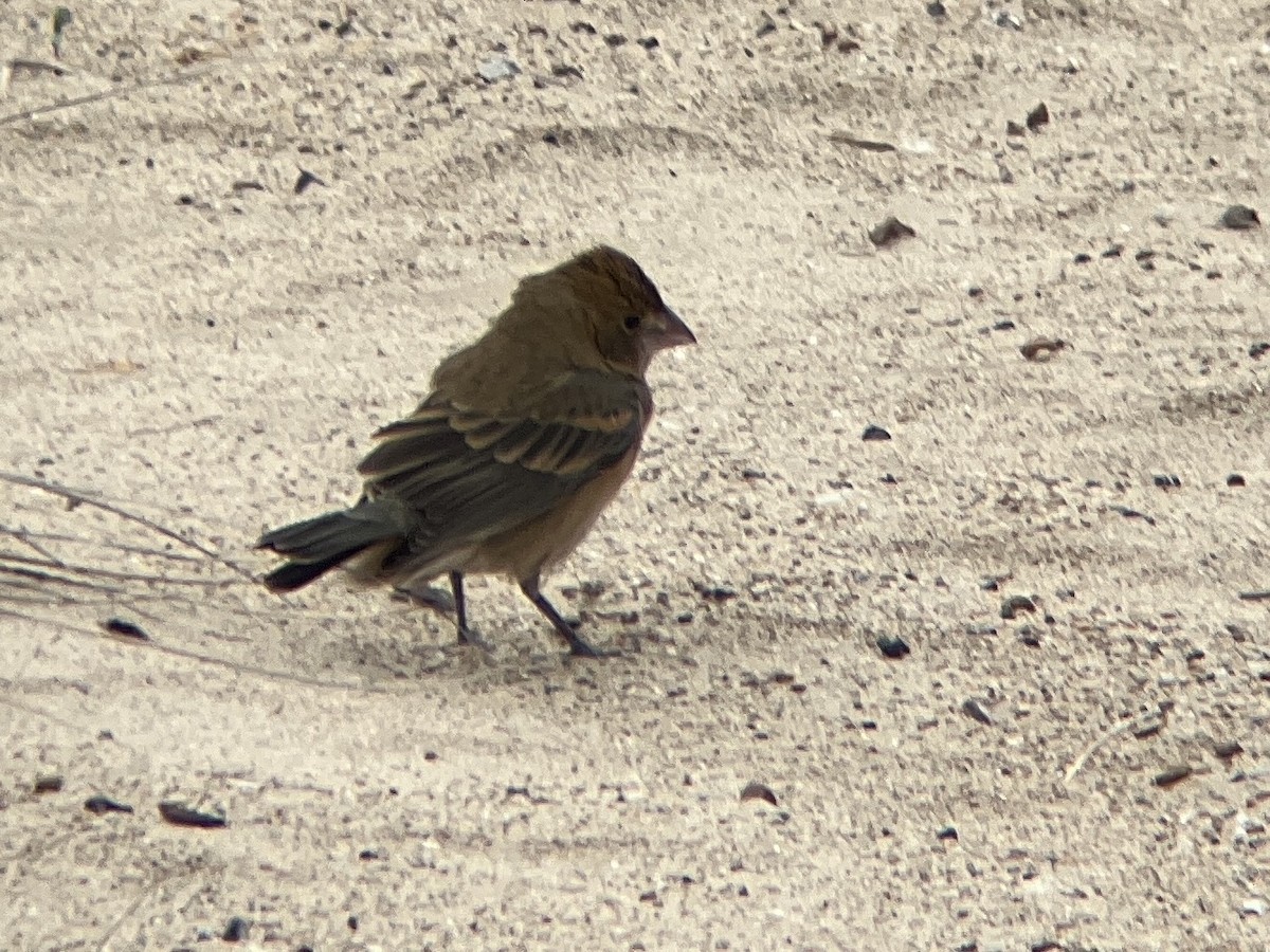 Blue Grosbeak - ML440060101