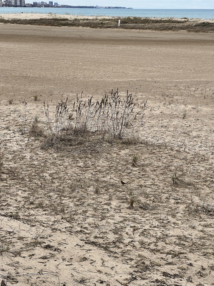 Blue Grosbeak - ML440060161