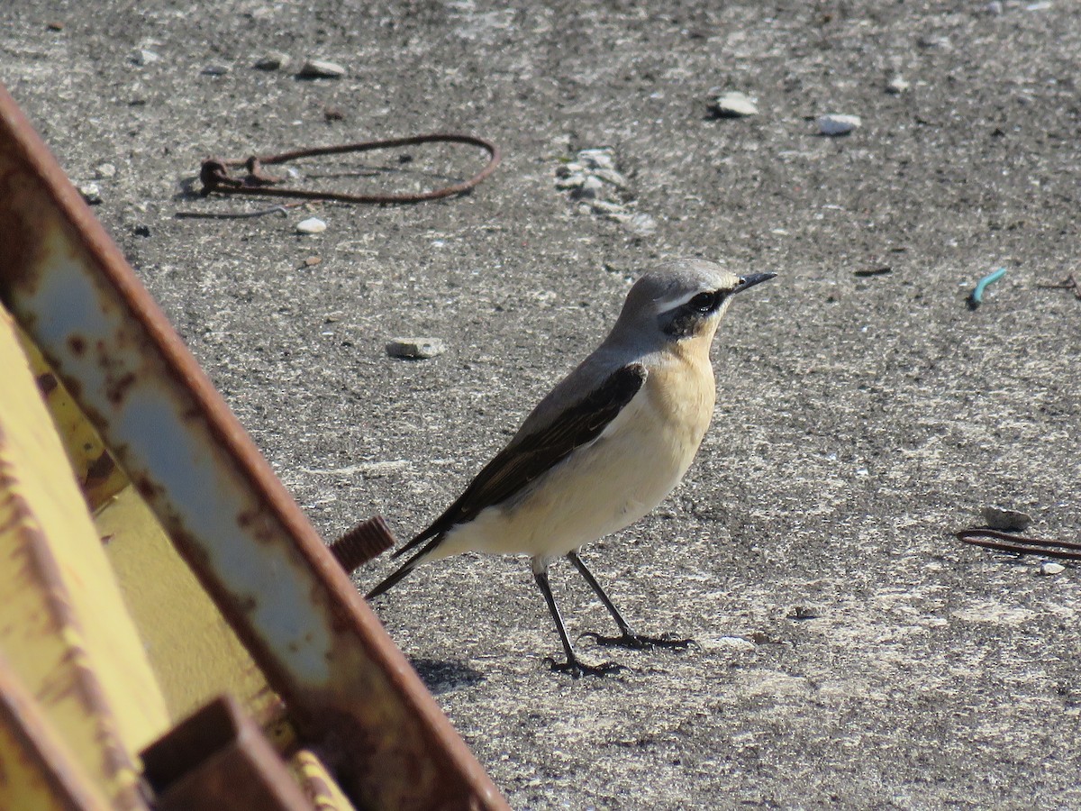 Northern Wheatear - ML440060941